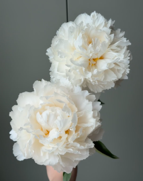 Cream White Peony Bowl Elegance in Floral Design