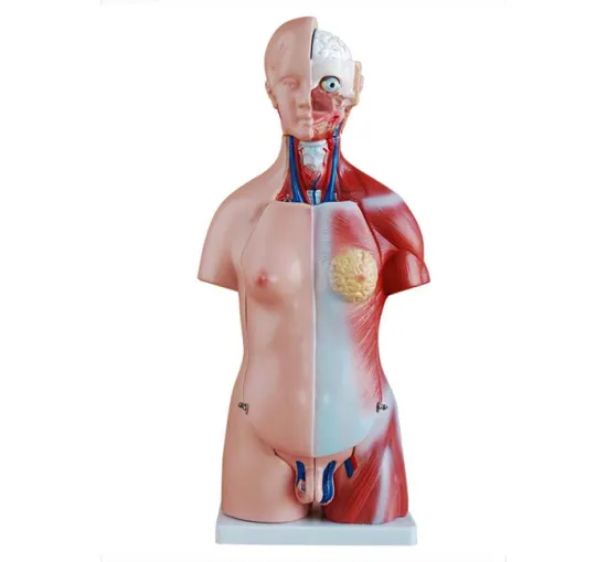 45CM Unisex Torso 23 Parts