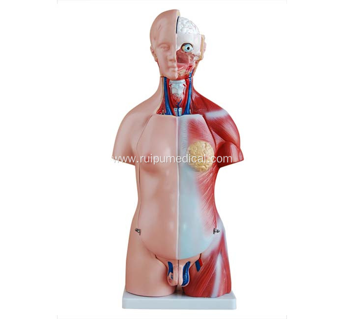 45CM Unisex Torso 23 Parts