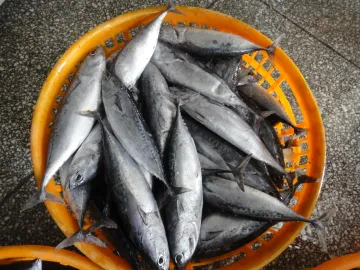 Frozen Tuna Albacore Bonito Wr Size 300-500