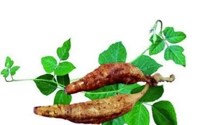 Nature Kudzu root extract