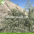 Factory Supply Dried Wild Black Goji Berry