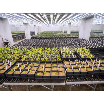 Rolling greenhouse benches tables Seeding Nursery Bed