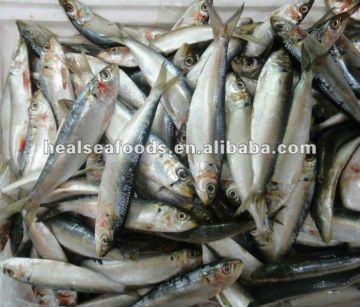 Frozen_Sardinella_for_Bait