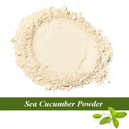 Wholesale Sea Cucumber Powder