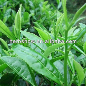 Chinese Tea plant seeds for planting