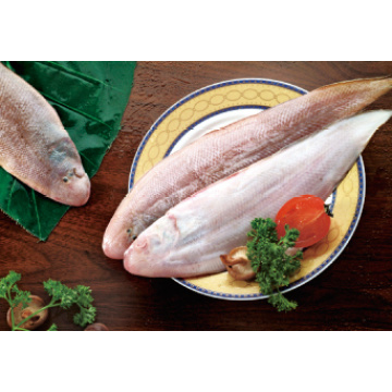 IQF Frozen Seafood Sole Fish