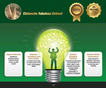 100% Pure natural Cistanche Tubulosa Extract Cistanche