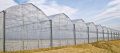 Serrated Multi-Span Plastic Film Greenhouse For Vegetables