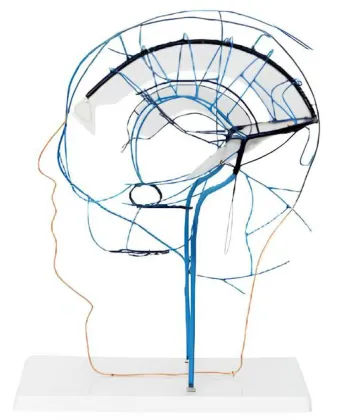 Intracranial and extracranial venous anastomosis model