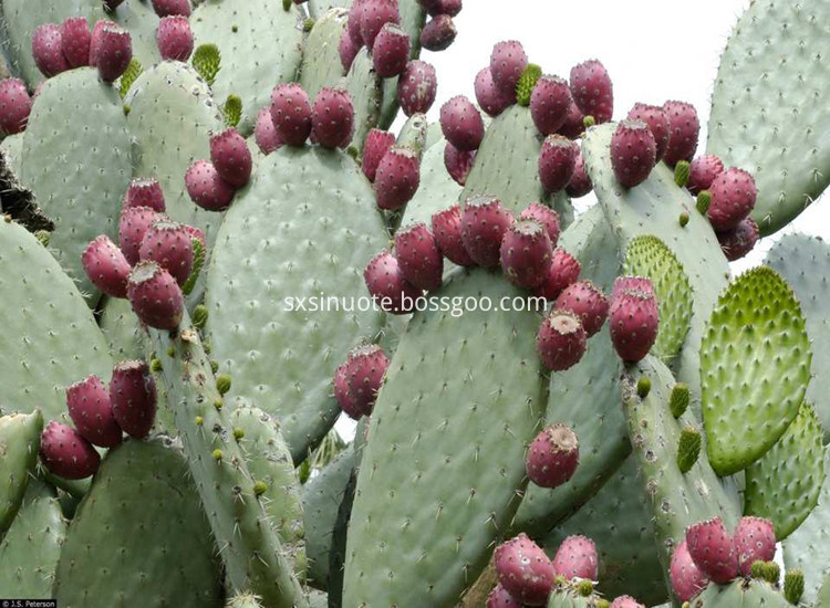 Cactus Pear Fruit Powder