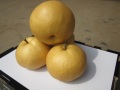 Fresh Singao Pear từ tỉnh Sơn Đông