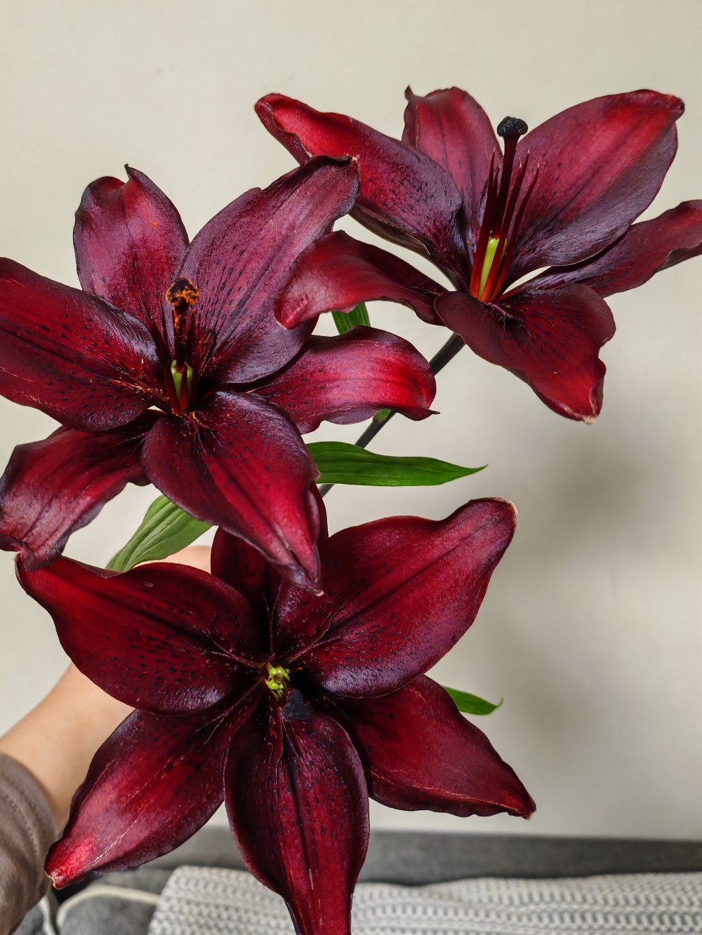 Black Pearl single lily4