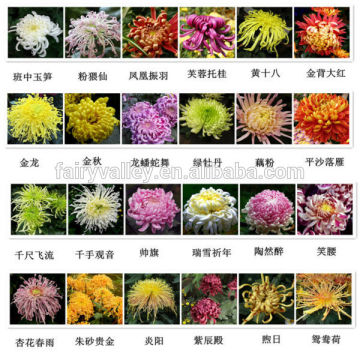 Chinese Beautiful Chrysanthemum Seeds For Growing All Varieties