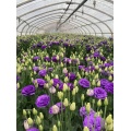বেগুনি Lisianthus ফুলের জন্য ডাবল টাটকা কাট ফুল