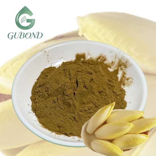 Polvo de extracto de achicoria para suplementos dietéticos