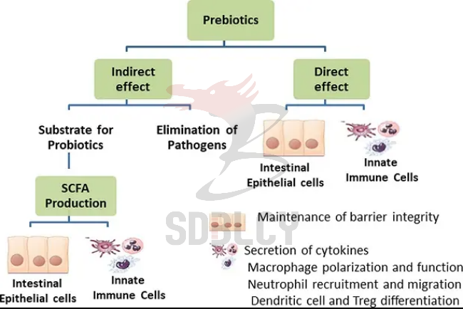 Prebiotics Effects Png