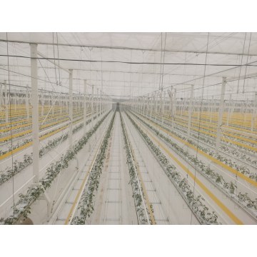 Dutch Designed Glass Greenhouse