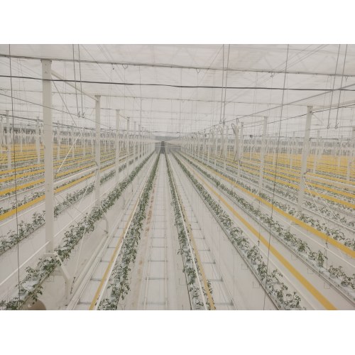 Dutch Designed Glass Greenhouse