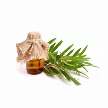 private label OEM tea tree oil bulk price