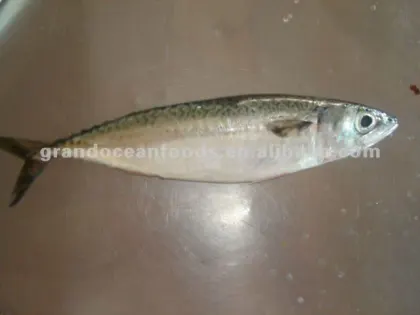 Pacific mackerel