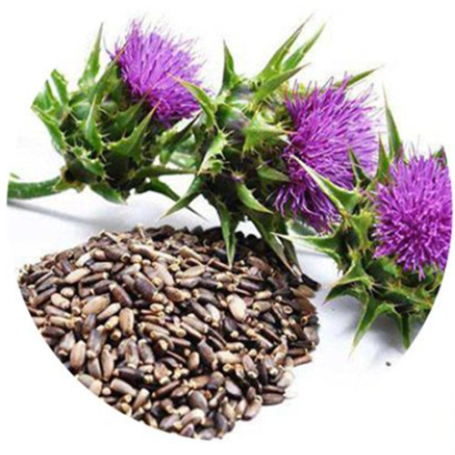 Chinese Wholesale Silybum Marianum Extract