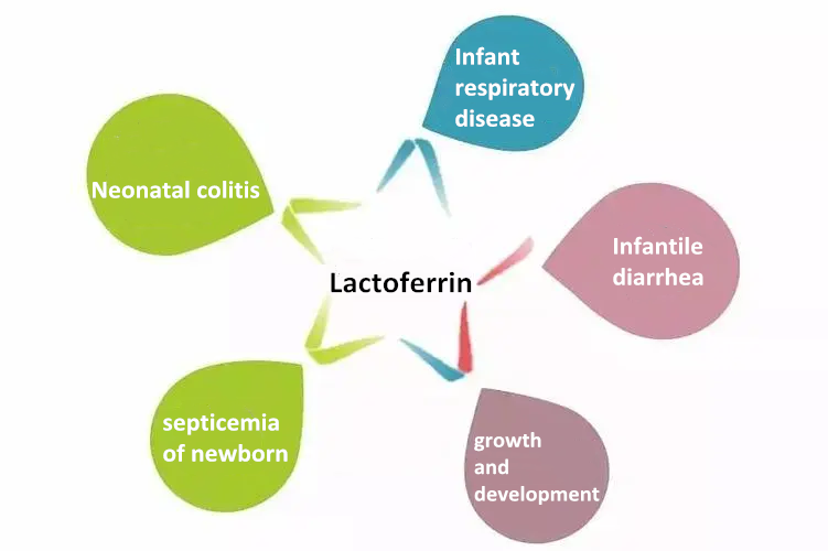 Lactoferrin benefits