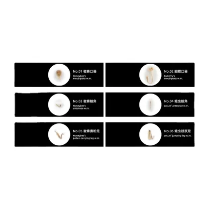 Insect Microscope Slides for Science Education and Teaching