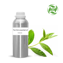 مصنع توريد زيت شجرة الشاي النقي 100٪