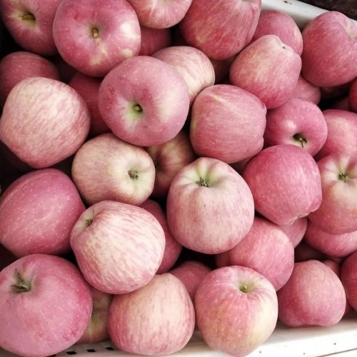 Hot Selling China Export High Quality Fresh Apple New Crop Natural Organic  Red FUJI Apple Fruit - China Apples, Food