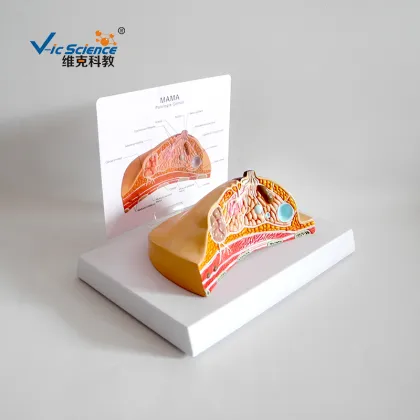 Pathological anatomy model of breast
