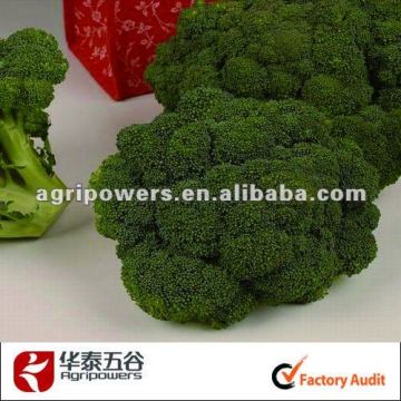 Excellent F1 hybrid Broccoli Seed
