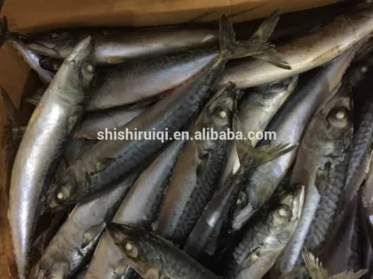 Seafood Products Raw Material of Pacific Mackerel