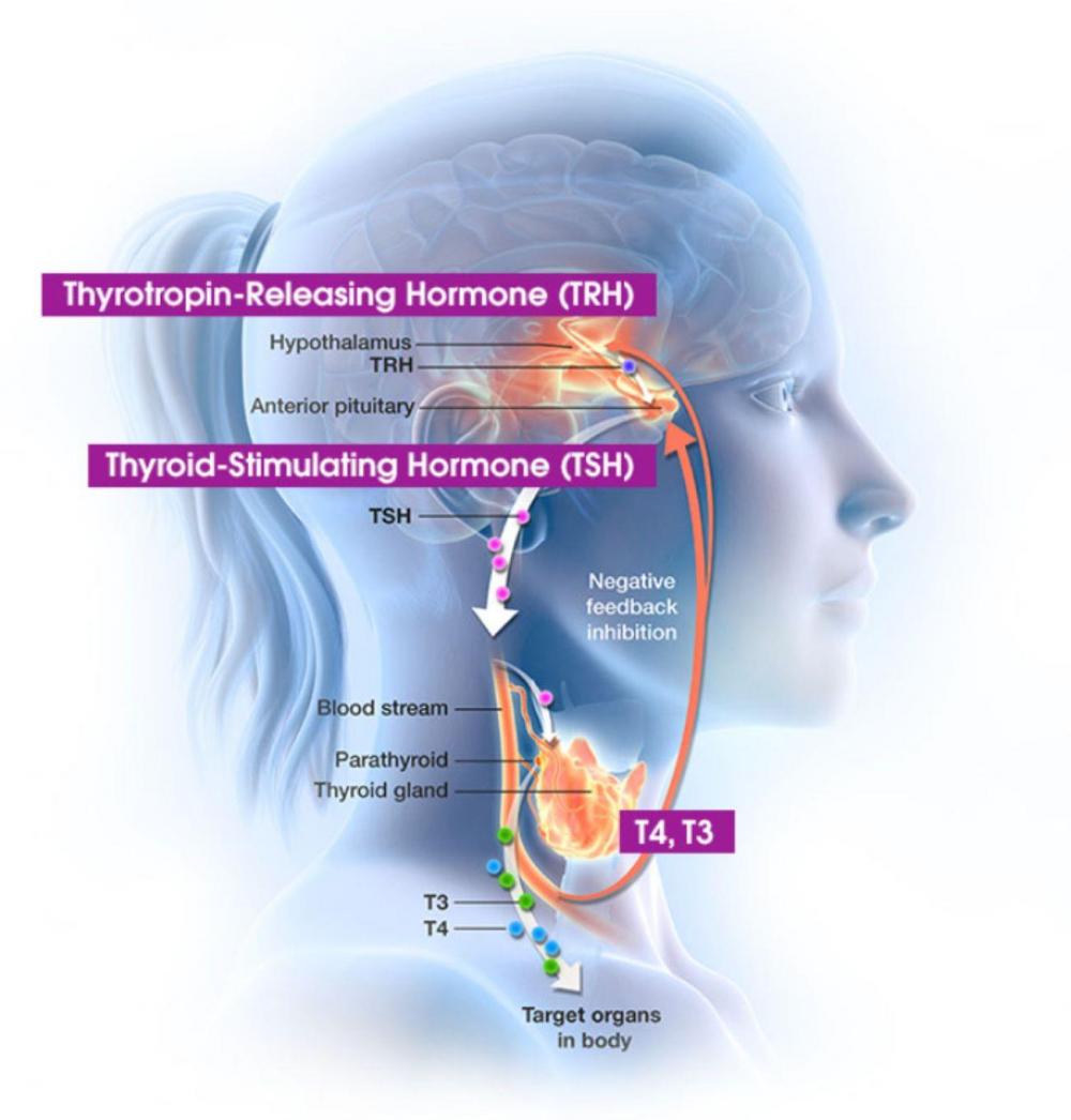 thyrotropin releasing hormone definition