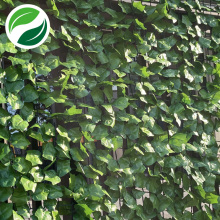 Feuille d'érable dentée de couleur claire