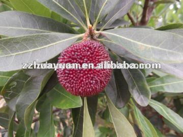 Fresh Chinese Black pulp Good Taste waxberry