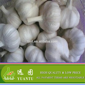 Fresh Garlic Normal White / Pure White Different Size and Packing For Wholesale