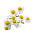 High Quality Natural Chamomile Essential Oil