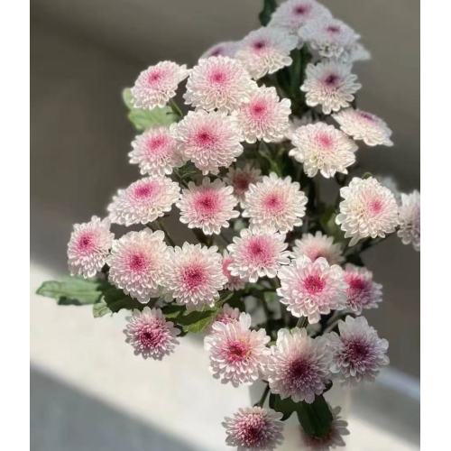 ম্যাটিস গোলাপী চন্দ্রমল্লিকা স্প্রে করুন