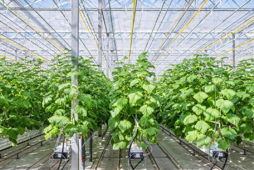 Greenhouse White Color Abbattimento della luce NETTA