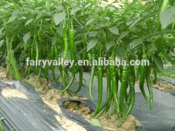 F1 hybrid hot pepper seeds for greenhouse