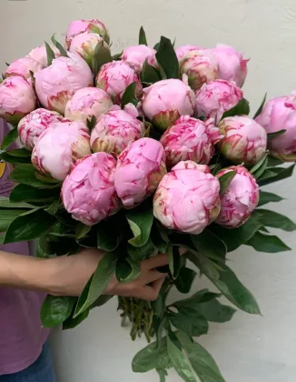 Paeonia lactiflora 'Sarah Bernhardt'