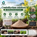Coniothyrium minitans مسحوق ميكروبي لإدارة التصلب