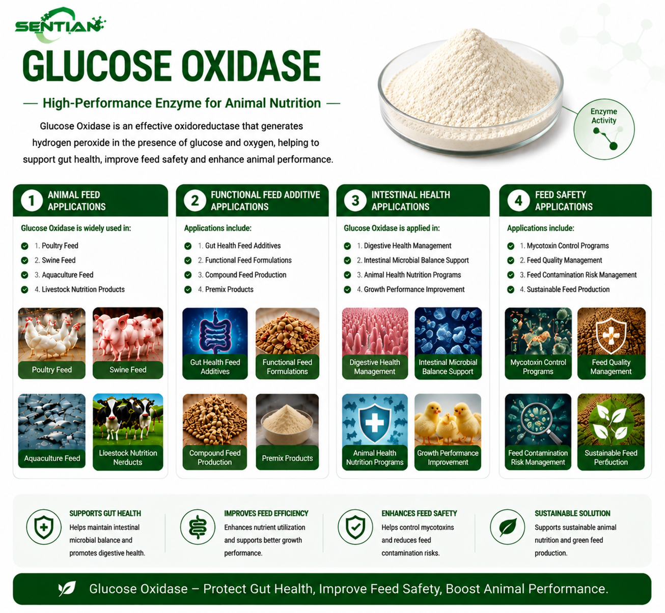 Glucose Oxidase（2）