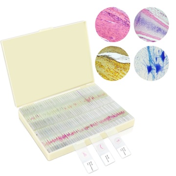 Human Histology Teaching Slides for Medical Study