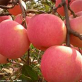 Las mejores deliciosas manzanas de estrella roja