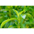 Extracto de hoja de stevia en polvo de esteviósido