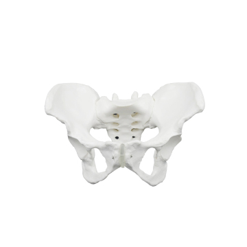Natural Size Female Pelvis Model ZM1024