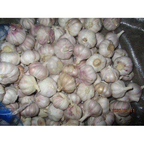 2019 Fresh Garlic Normal