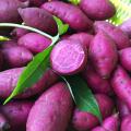 Non-GMO purple yam powder